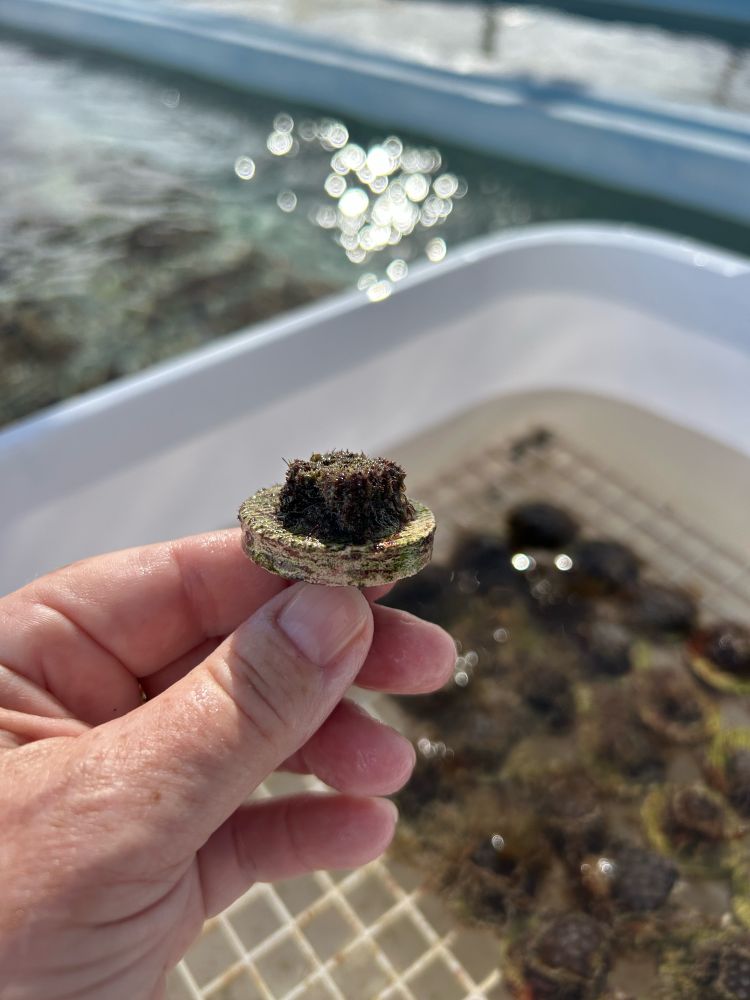 A coral fragment after excess algae growth has been removed. In the background are a bunch of coral fragments on a rack in a saltwater filled “raceway.”
