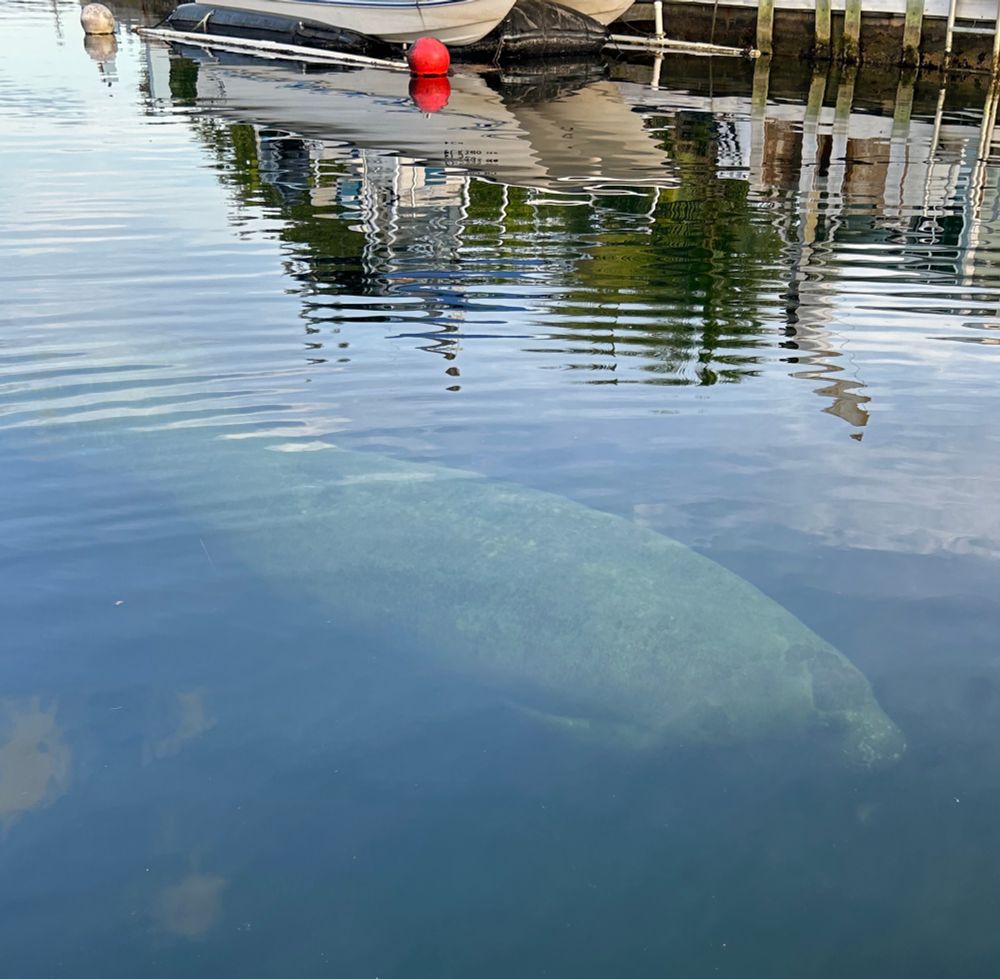 A manatee in a canal in the Florida Keys 