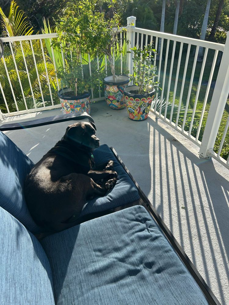 Black dog lying on an outdoor couch in the sun, on a concrete deck with  a white railing and green plants in pots.