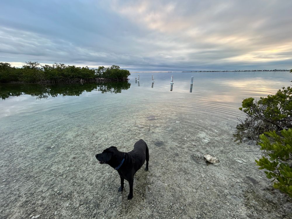 A black dog stands in shallow water. In the background is a cloudy  evening sky over the water in the Florida Keys. Four marker buoys are in the water on the left, mangroves line the water on the right.