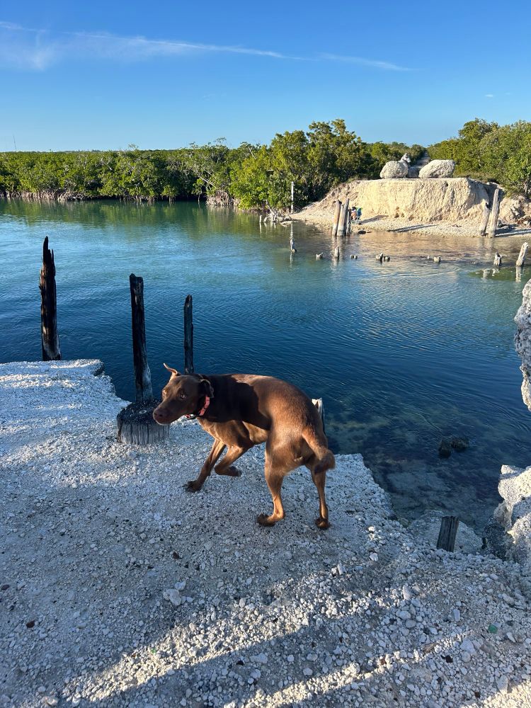Brown dog on the edge of a Florida Keys waterway