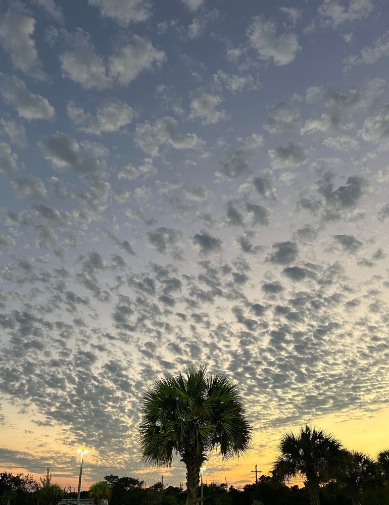 Spray of polka dot clouds in a yellow and orange sunset sky above palm trees 