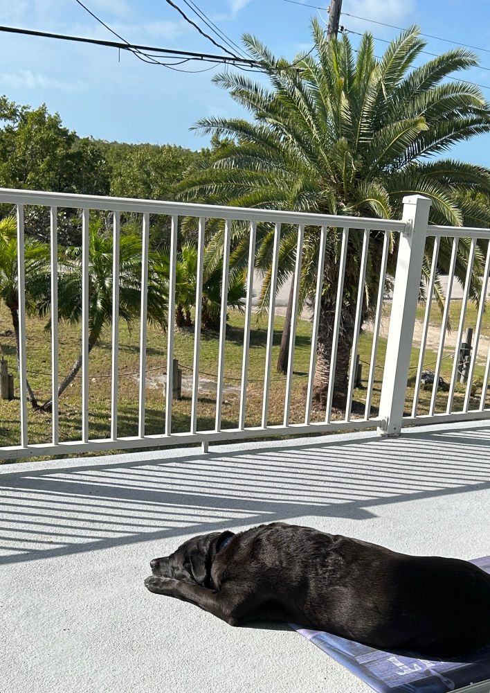 Black dog lying on a deck with a white railing overlooking a palm tree-lined yard