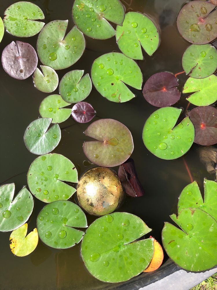 Seerosenblätter und goldener Ball