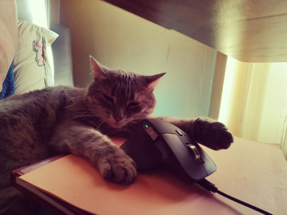 chat endormi à coté d'une souris informatique.