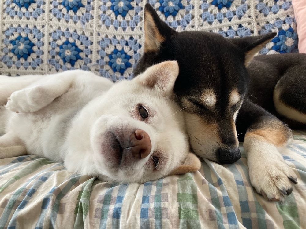 Two shiba inus, one cream colored, and the other tan and black, leaning against one another while laying on a couch.