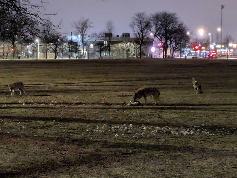 Three coyotes in Clark Park with the lights from Belmont in the background. One coyote t is eating a small animal.