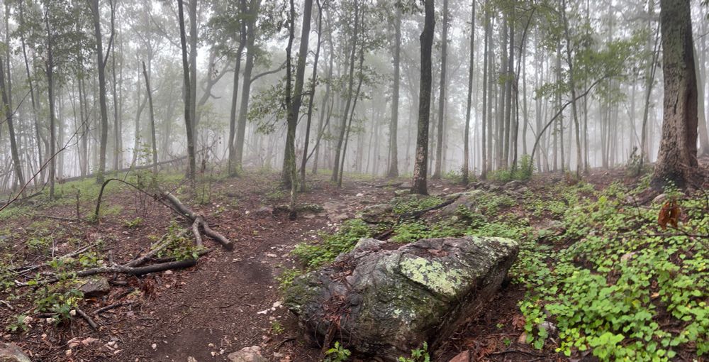 Foggy morning woods 