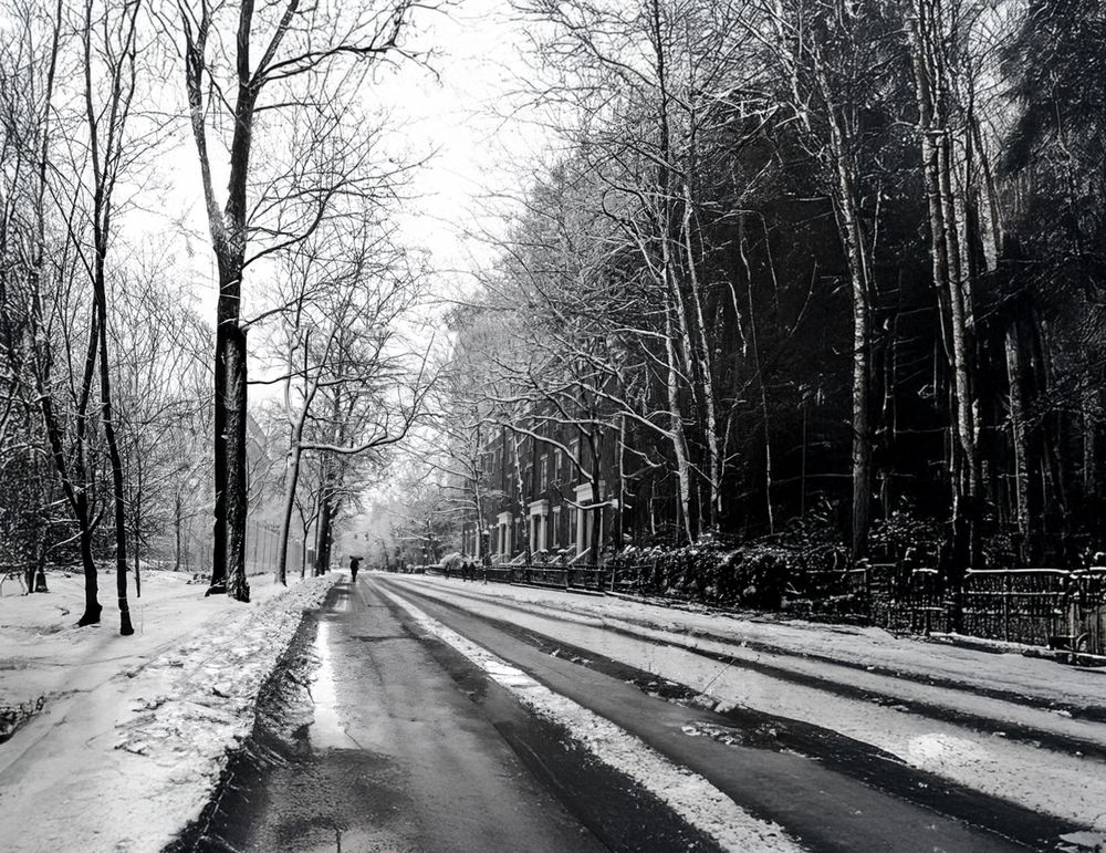 Black and white photo of a snow-covered road in Washington Square Park, New York City.  Tall, bare trees line both sides of the road, creating a wintry scene.
