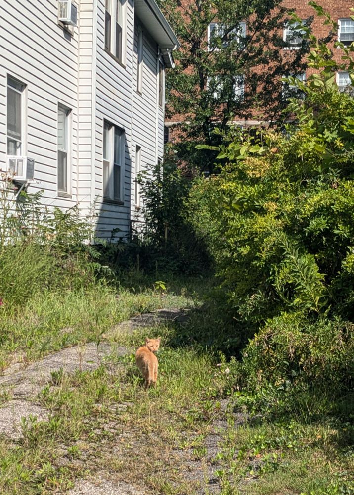walk to the farmer's market