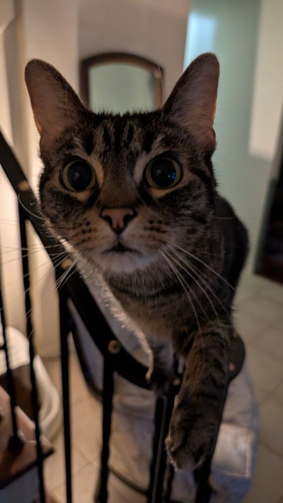 Kasha the brown tabby looks at the camera and paws out