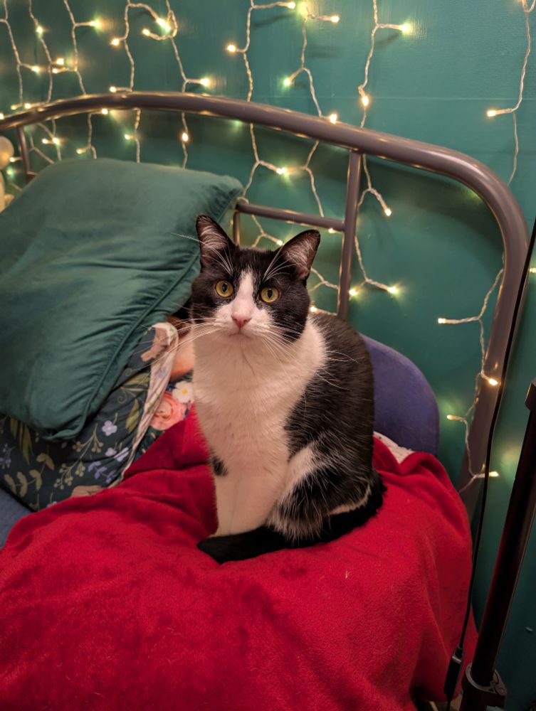 A black and white tuxedo cat sits politely on a red cushion, looking at the camera. Behind him, fairy lights illuminate a deep green wall.