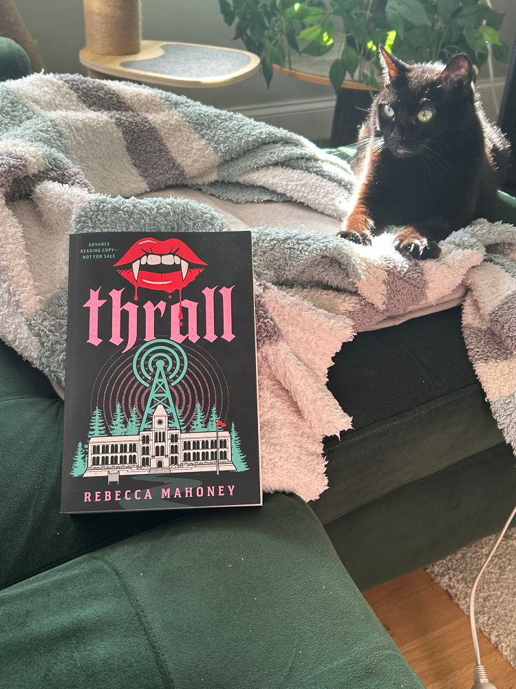 A little black cat looking curiously at the galley I leaned against her heating pad nest