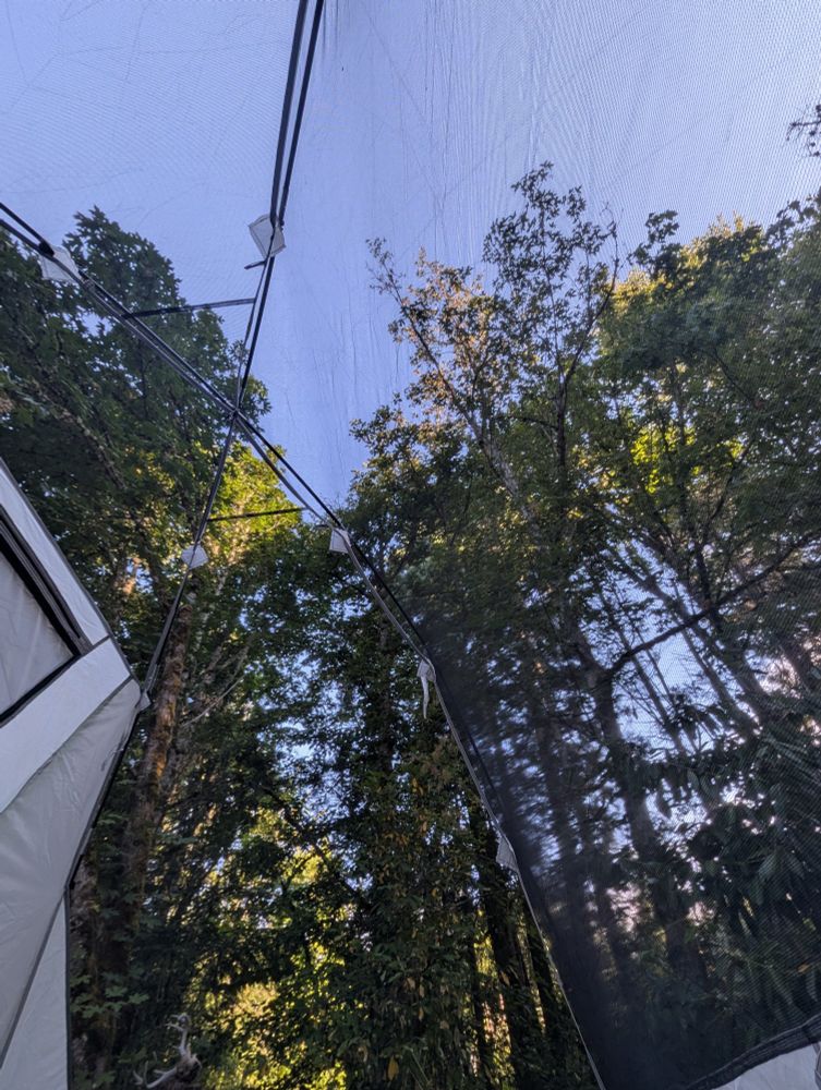 Point of view - laying down in my tent without a rainfly and a beautiful view of a blue sky ensconced in a halo of tall trees dappled with sunlight.