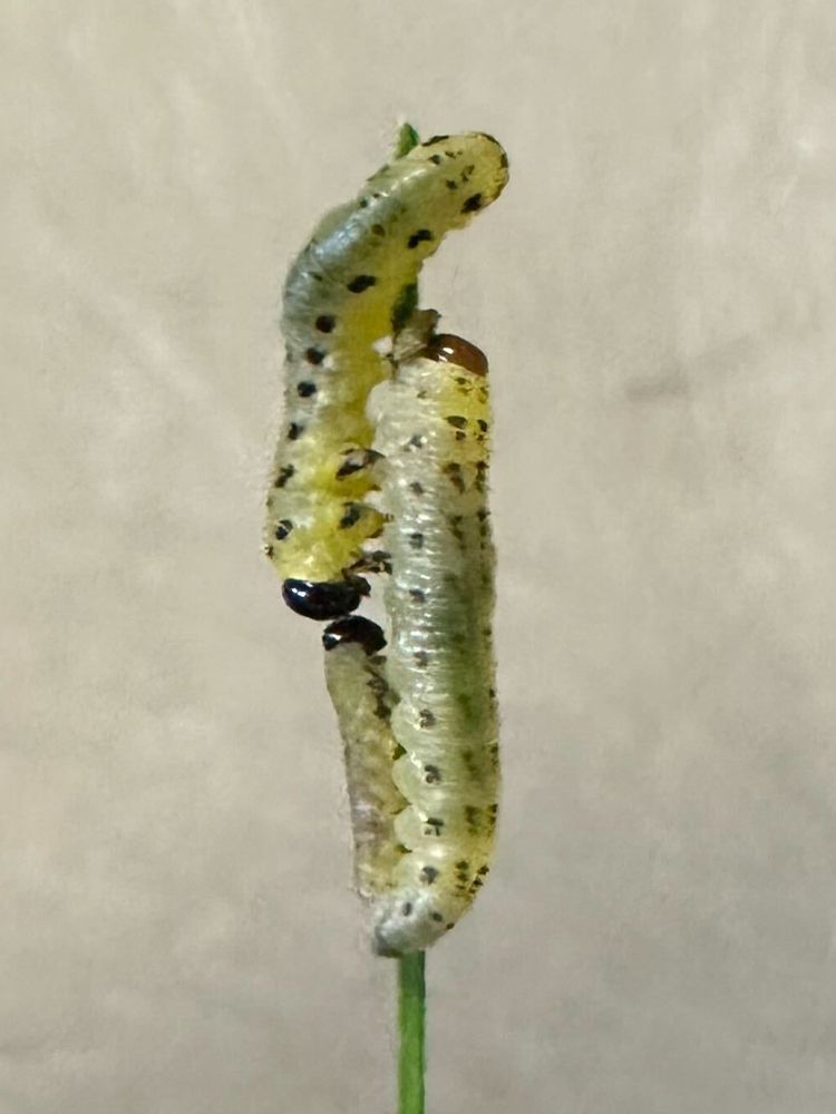 Three same-age sawfly larvae of very different sizes, all feeding on a single white pine needle.