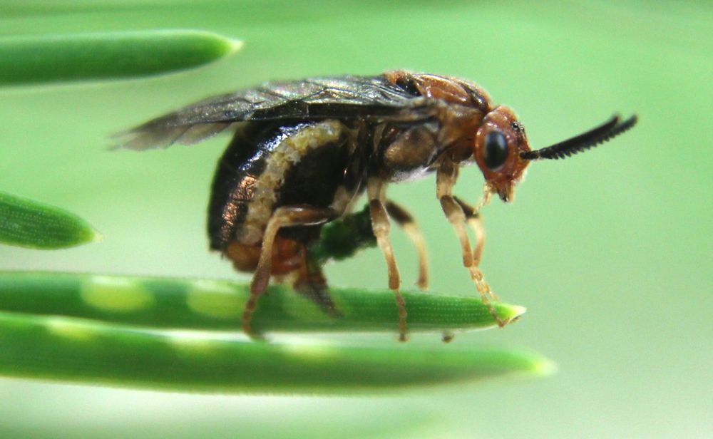 Pine sawfly female cutting into a pine needle to lay eggs.