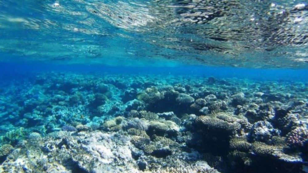 Panorama Eco: Descoberta sobre criaturas do fundo do mar põe em xeque os limites da vida