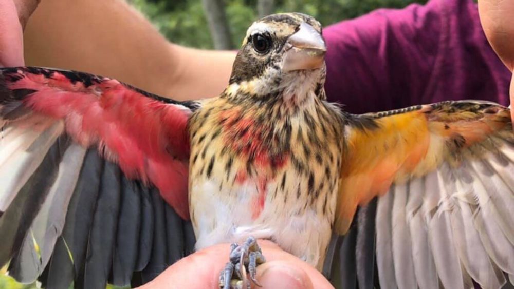 Panorama Eco: Este pássaro raro é macho de um lado e fêmea do outro