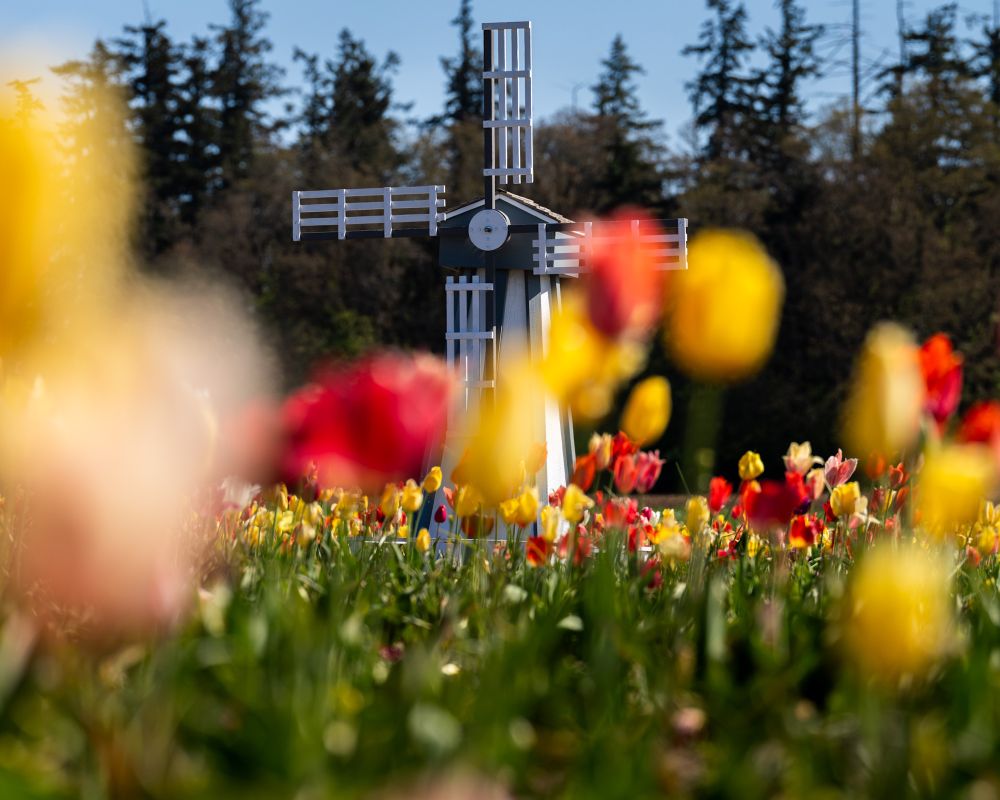 Red and yellow tulips in and out of fo us in the foreground and a small windmill is in the background on a sunny spring day