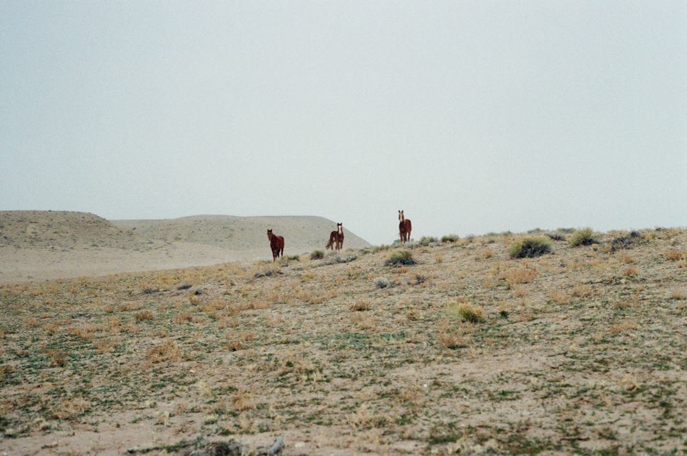 Three wild horses in the American Southwest desert.  The picture was taken during an on-coming storm and the sky is pure white from the clouds.  