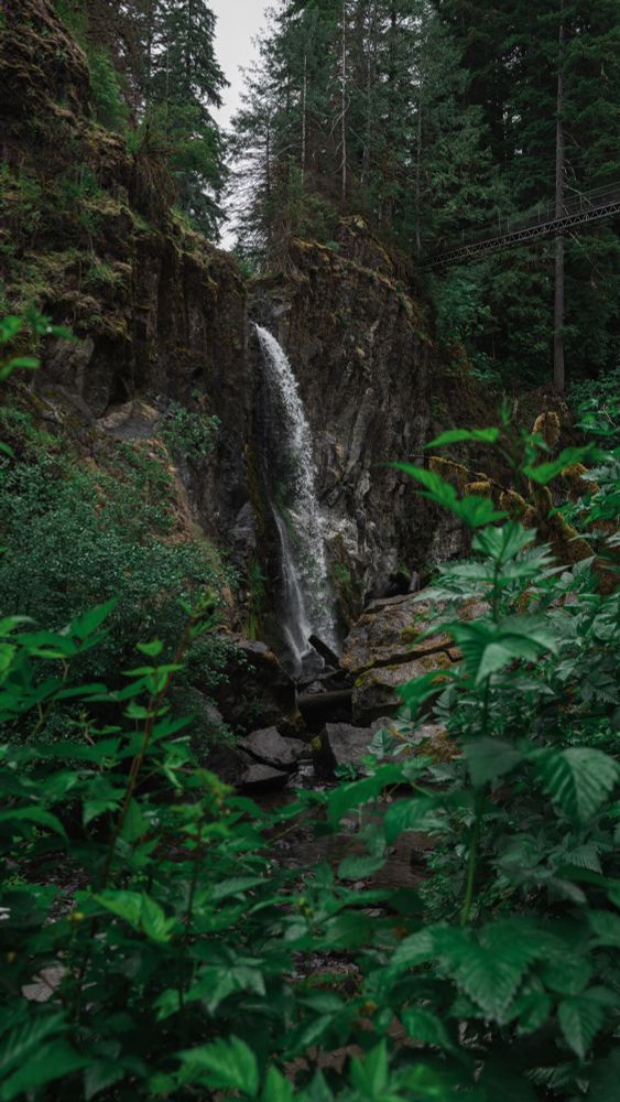 Drift Creek Falls, a water fall on the way to the Oregon coast.  Picture of the falls from behind rain soaked foliage.