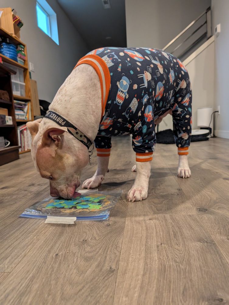 A tan pit bull, clad in a whimsical dark blue pajama onesie with a vibrant space-themed pattern and orange-striped cuffs, is engrossed in an unusual artistic endeavor. The dog stands with its front legs slightly splayed, its head bent low, and its long pink tongue extended, licking a clear plastic bag filled with a mesmerizing swirl of green, blue, and yellow paint. The dog's smooth, short coat contrasts with the textured fabric of its pajamas, while its white chest and paws provide a visual counterpoint to its tan face and floppy ears. The dog's focused gaze and deliberate tongue movements suggest a deep engagement in the sensory experience of licking the paint-filled bag, which lies flat on a wood-grain floor, secured with a piece of white tape. The scene unfolds in a room with a staircase ascending to the right and a dark wooden bookcase overflowing with books in the background. The bookcase, slightly blurred, provides a subtle contrast between order and the creative chaos the dog is generating. The lighting is soft and diffused, casting gentle shadows that accentuate the dog's form and the texture of its fur. The overall impression is one of playful creativity and joyful abandon as the dog, oblivious to human notions of art, creates its own unique masterpiece through the simple act of licking a paint-filled bag.

