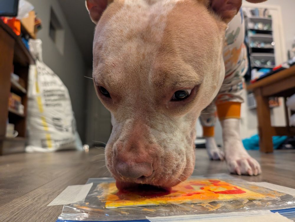 A low-angle, close-up photo shows a tan and white pit bull-type dog with dark eyes. The dog has a pink nose and wrinkles on its forehead. It's wearing a pajama onesie; the visible sleeve is orange with a white cuff.  The dog is standing on a dark brown wood-grain floor and leaning down to lick a small, square painting. The painting appears to be an abstract with yellow, orange, and red swirls. It's lying on a clear plastic sheet which is taped to the floor with white painter's tape.

In the blurred background, a cluttered room is visible. To the left is a large, light-colored sack with illegible text.  Behind the dog, a dark brown table holds a white object. To the right, a black shelving unit with various items is partially visible. A pair of white and blue shoes lie on the floor near the table. The lighting suggests the photo was taken indoors with ambient light.