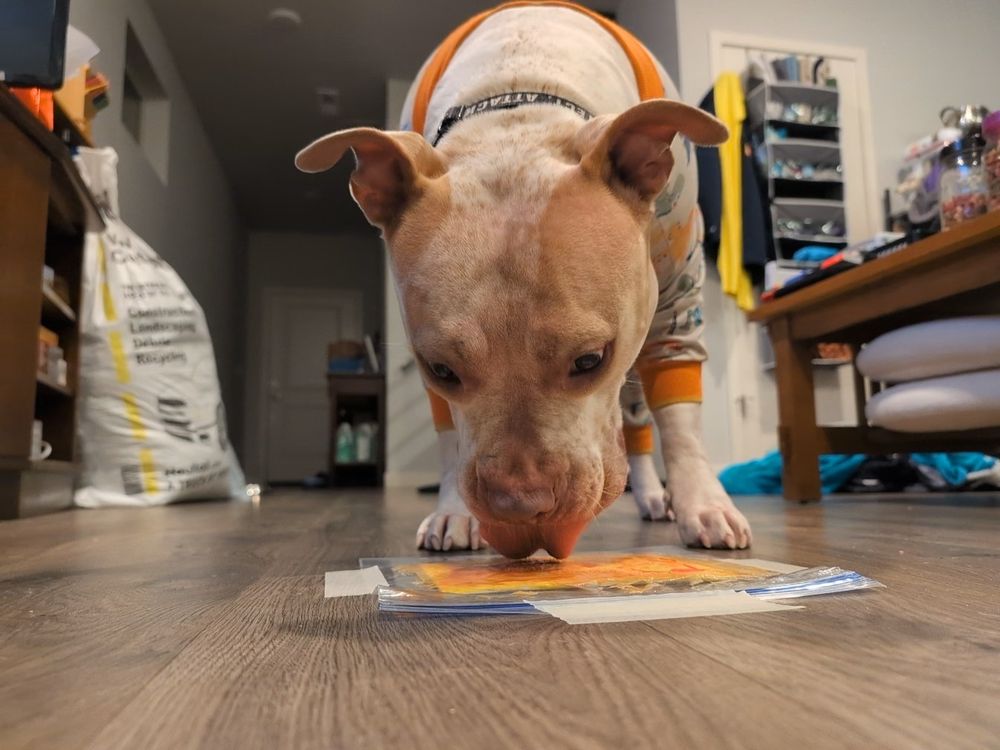 Winslow, a tan and white pit bull wearing patterned pajamas, "paints" a unique masterpiece. He interacts with a sealed Ziploc baggie containing a canvas and colorful swirls of red and yellow paint.  Winslow's nose gently presses against the bag as he licks it, causing the paint to spread and mix across the canvas inside.
The baggie, secured to a wood floor with white tape, allows Winslow to safely explore his artistic side.  The vibrant hues of the paint create an intriguing visual contrast against the clear plastic.  Winslow's focused expression and close proximity to the baggie convey his absorption in this sensory art experience.
The soft lighting in the photo accentuates the dog's features and the captivating blend of colors within the bag.  This heartwarming image captures Winslow's creativity and his unique approach to "painting," highlighting the joy and wonder that dogs bring to our lives.
