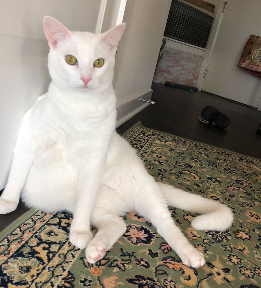 A white cat sitting with her belly out like Jabba the Hutt 
