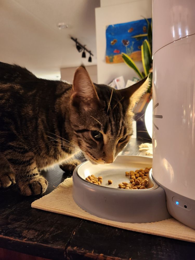 gaspard-moutarde le grand chat tigré brun et noir; il est penché sur sa gamelle et a un regard en coin vers la caméra 