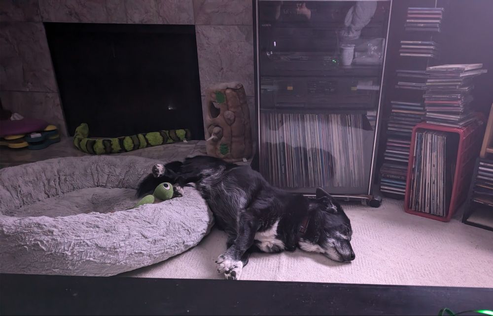 Dog lying with almost all of her body on the floor but her back legs in her cuddle bed. 