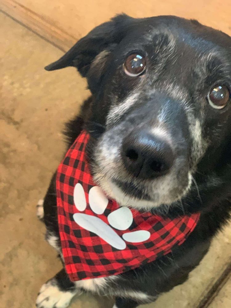Taz at the "dog spa" aka kennel on Christmas Day when we were out of town