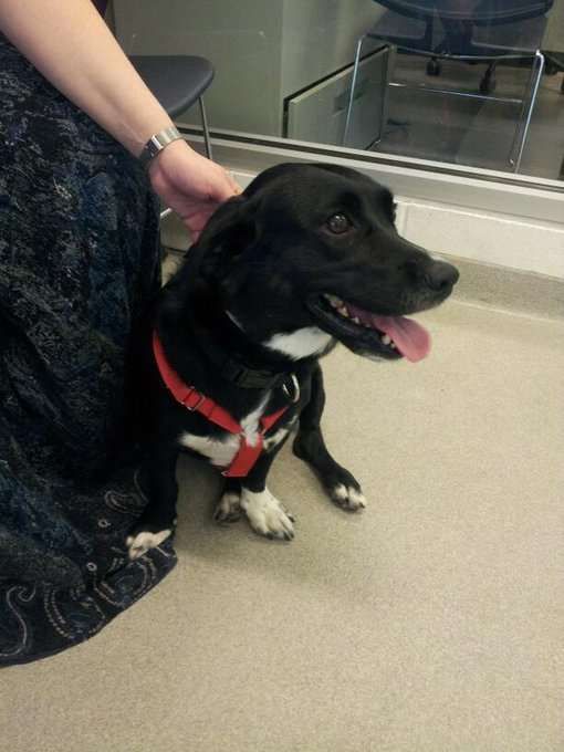 Our dog Taz at the Calgary Humane Society the day we met her, with my hand on her collar