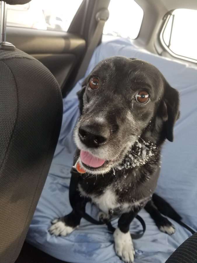 Our dog Taz in the backseat of the car after romping in the snow.