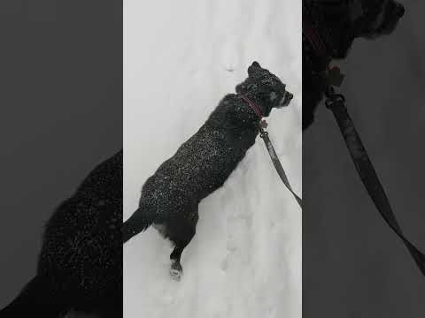 Taz on a walk in the snow