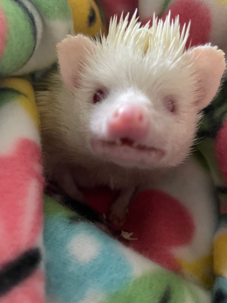 The same hedgehog now looking straight at the camera so it looks like she’s smiling.