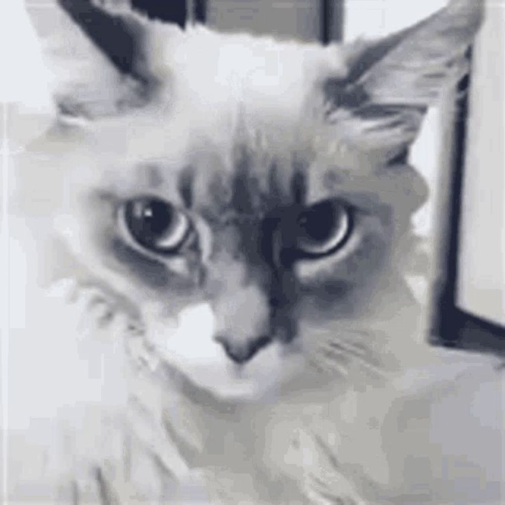 a close up of a cat 's face looking at the camera in a black and white photo .