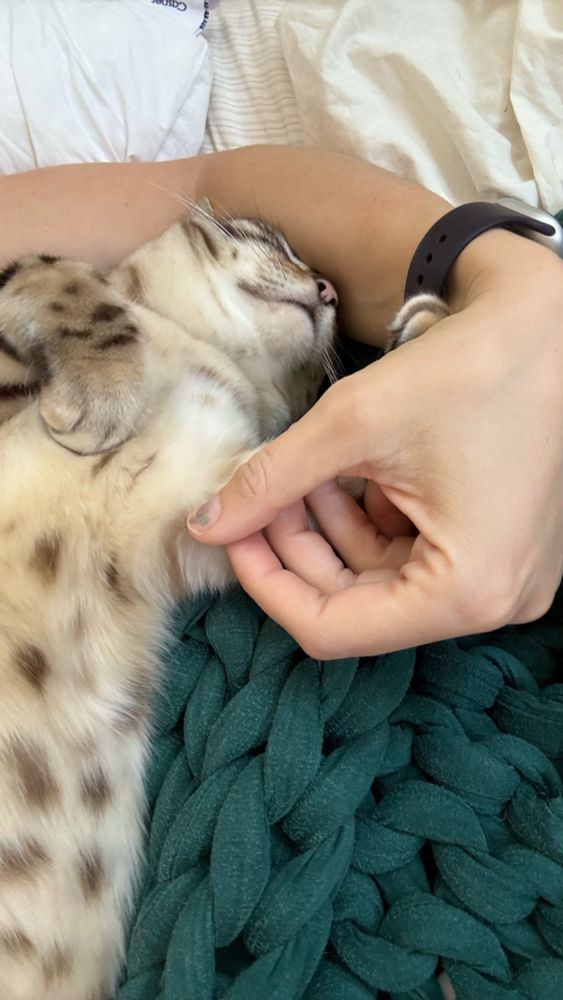 Bengal cat lying with belly exposed holding one small hand