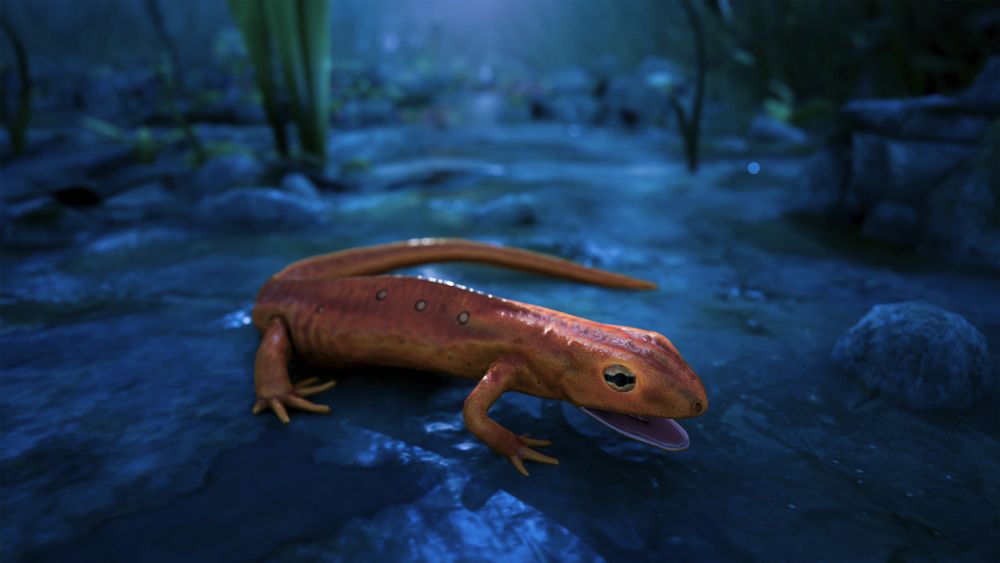 A juvenile eastern newt, striking in its orange-red colours, in a moonlit swampy environment. 
