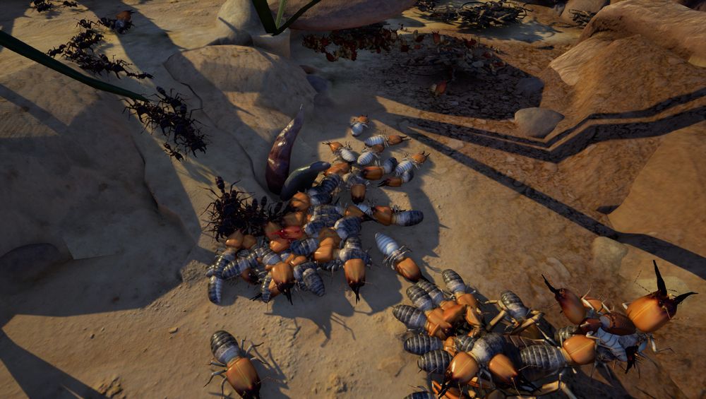 Termites swarming in a savannah / desert setting