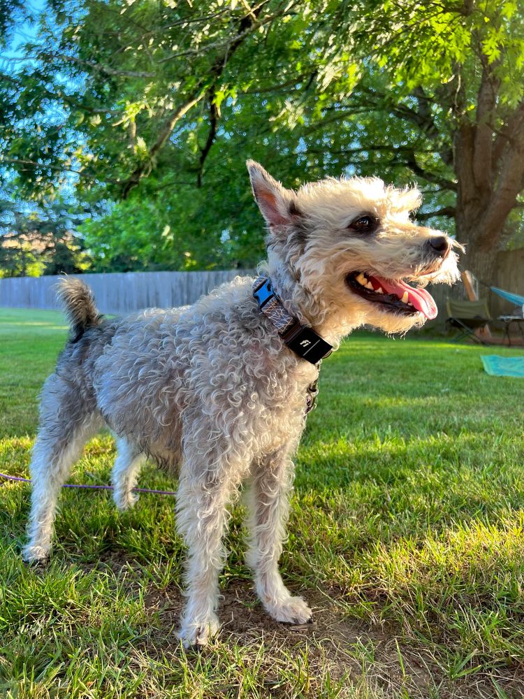 A cute, silver-haired mini schnoodle stands smiling on a grassy lawn as warm sunlight illuminates her face. 