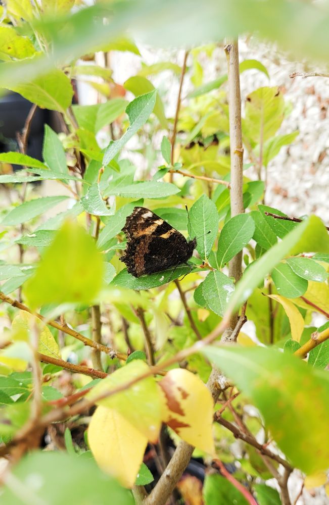 The same butterfly, outside surrounded by willow and apple leaves. She looks comfy, but I'm sure she's pissed off that I woke her up. ❤️