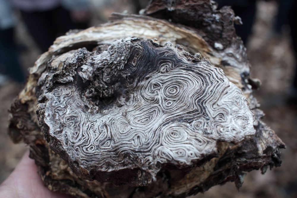 closeup of swirling patterns in wood