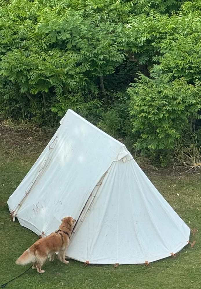 A dog at the entrance to a Viking re-enactor’s tent