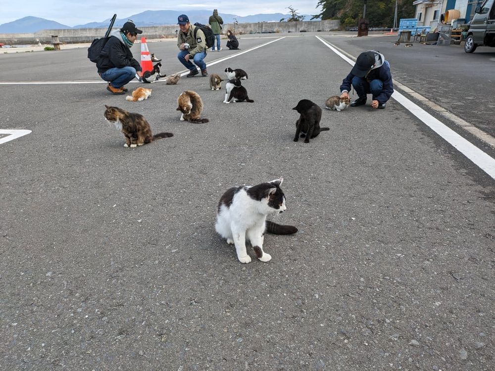 Cat Island. Tashirojima Island in Miyagi.