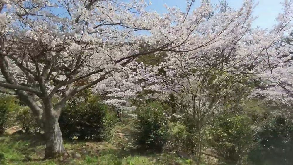 Stunning Cherry Blossoms – Sakura | Nagasaki, Japan | 4K