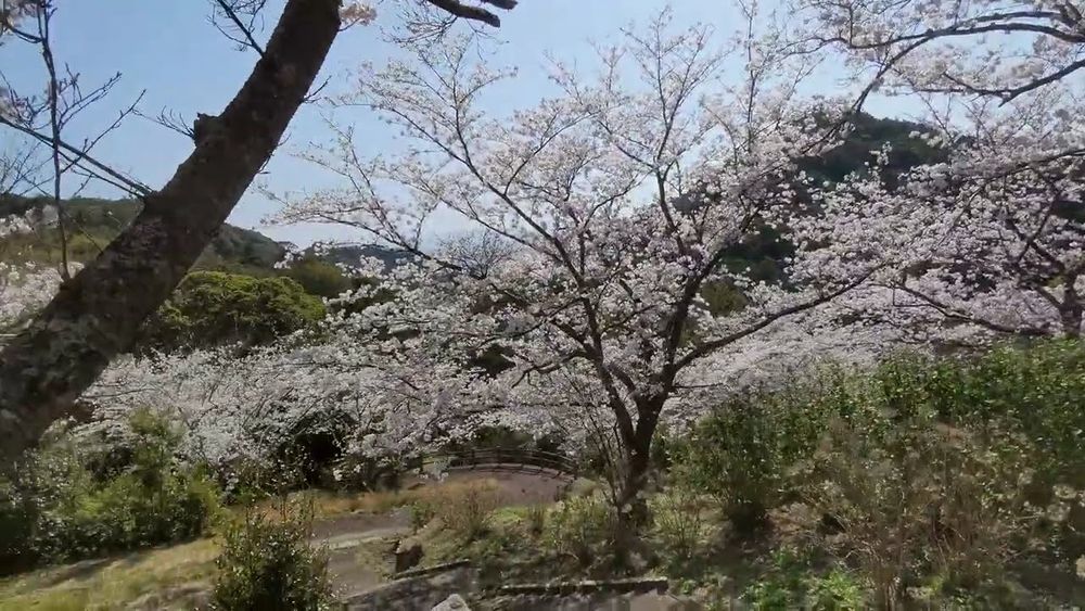 Cherry Blossom Sakura | Nagasaki, Japan | 4K