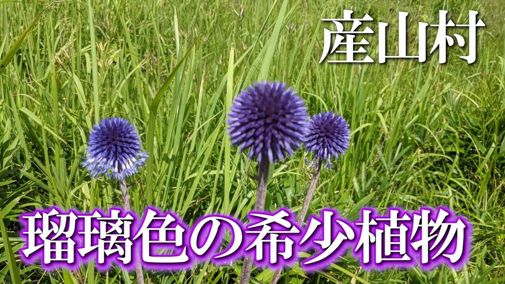 【熊本】ヒゴタイ公園　編　（ Vol.125 ）／丸いポンポンのような瑠璃色のかわいい花【4K空撮】