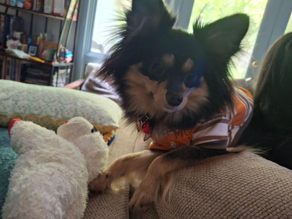 Long hair Chihuahua wearing a lil polo shirt front view