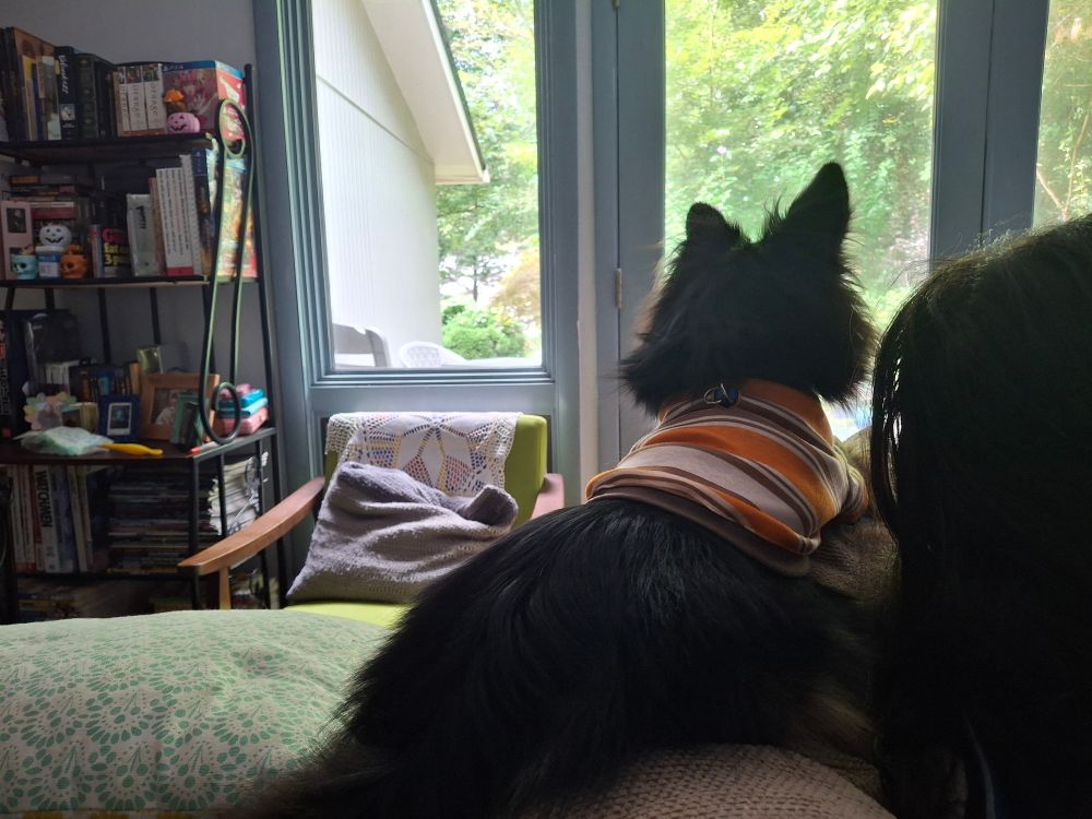 Long hair Chihuahua wearing a lil polo shirt back view